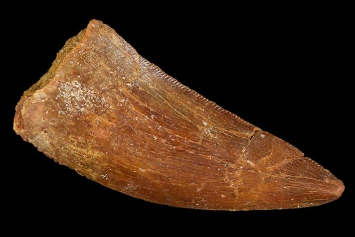 Carcharodontosaurus Tooth - Real Dinosaur Tooth #110418